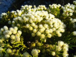 Brunia paleacea