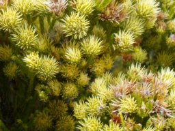 Brunia paleacea, the bergstompie