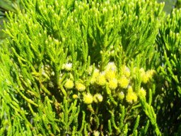 Brunia paleacea young foliage
