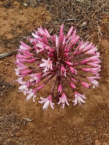 Brunsvigia bosmaniae umbel dark outside