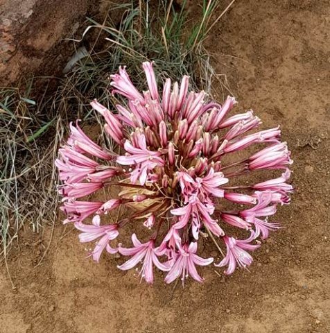 Brunsvigia bosmaniae umbel pale pink
