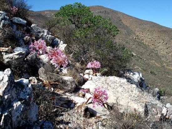 Brunsvigia herrei among rocks