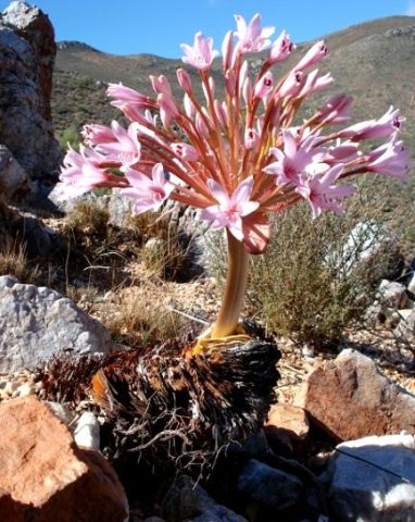 Brunsvigia herrei showing much bulb
