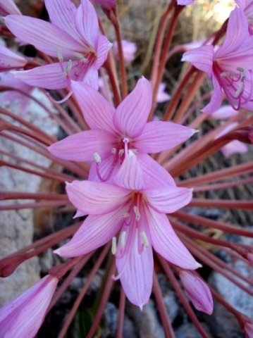 Brunsvigia herrei flowers