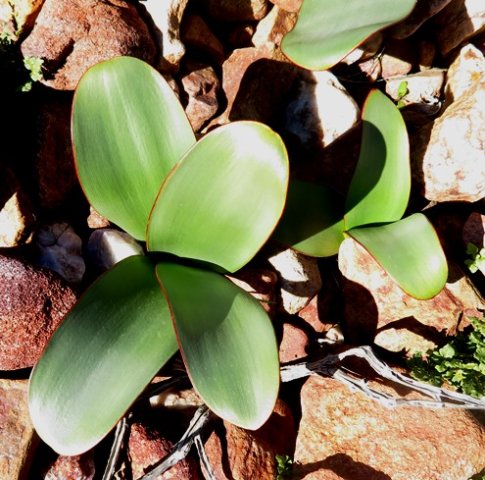 Brunsvigia leaves with red margins