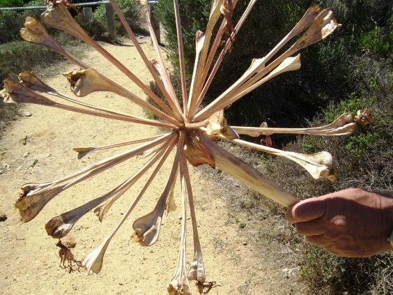 Brunsvigia orientalis seed-head