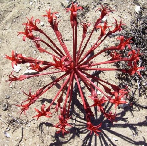 Brunsvigia orientalis on a dune at Vermont