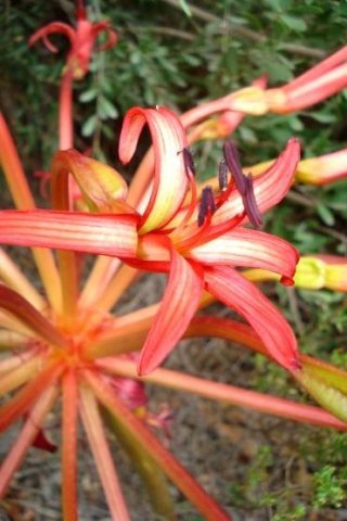Brunsvigia orientalis of a paler hue
