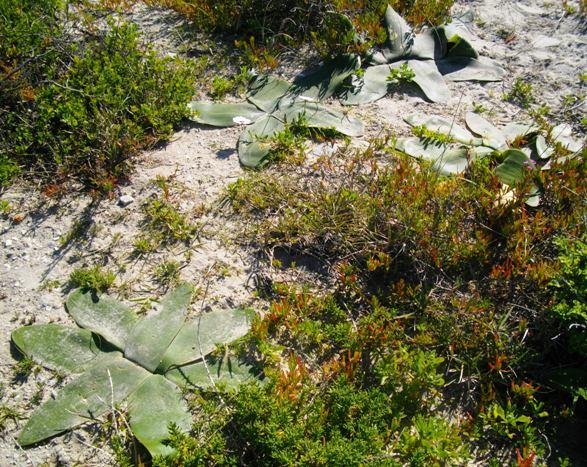 Brunsvigia orientalis leaves