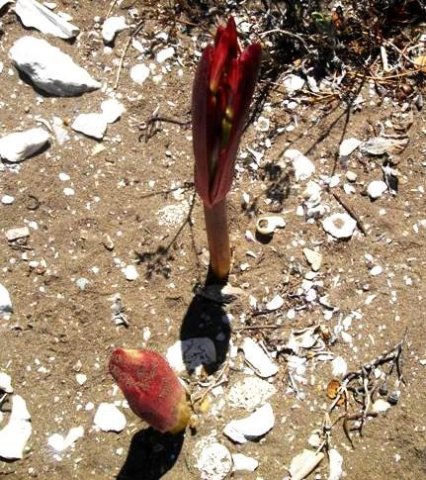 Brunsvigia orientalis budding