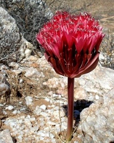 Brunsvigia pulchra
