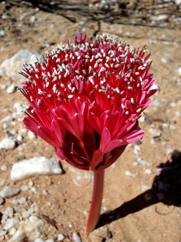 Brunsvigia