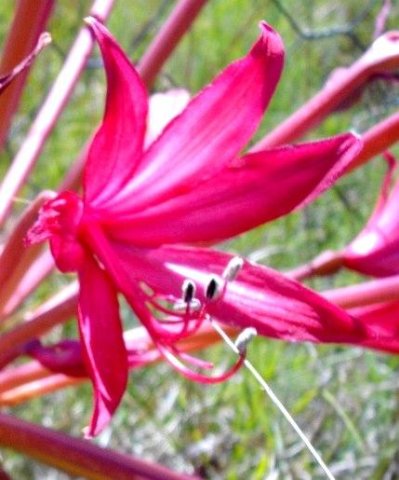 Brunsvigia radulosa stamens