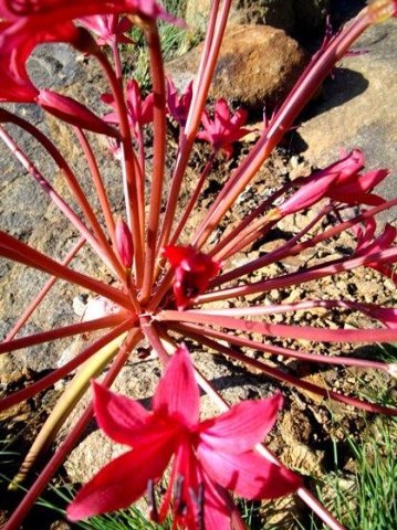 Brunsvigia radulosa umbel base