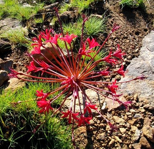 Brunsvigia radulosa