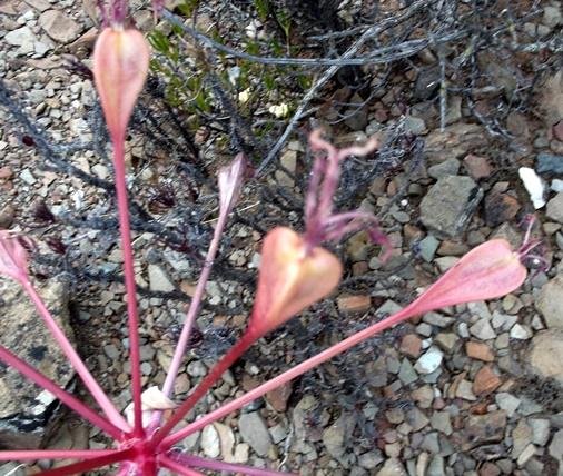 Brunsvigia striata capsules