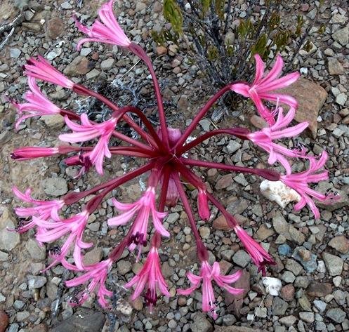 Brunsvigia striata