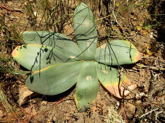 Brunsvigia striata leaves