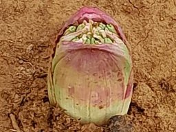 Brunsvigia bosmaniae floral genesis