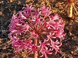 Brunsvigia bosmaniae umbel pink