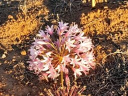Brunsvigia bosmaniae umbel nearly white