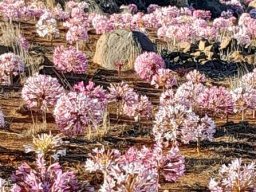 Brunsvigia bosmaniae in full force