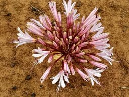 Brunsvigia bosmaniae