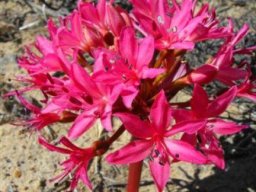 Brunsvigia elandsmontana