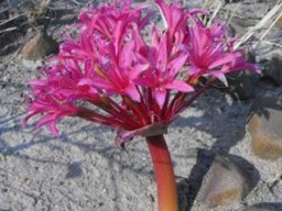 Brunsvigia elandsmontana