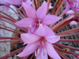 Brunsvigia herrei flowers