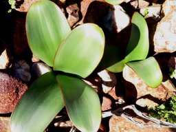 Brunsvigia leaves with red margins