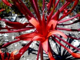Brunsvigia orientalis flower