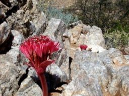 Brunsvigia pulchra in its unlikely habitat
