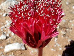 Brunsvigia
