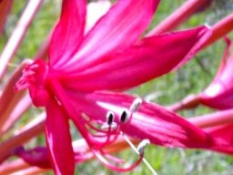 Brunsvigia radulosa stamens