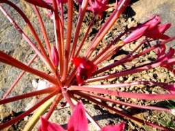 Brunsvigia radulosa umbel base