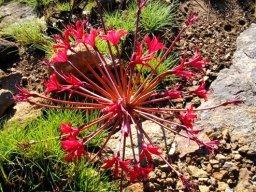 Brunsvigia radulosa