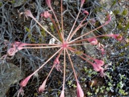 Brunsvigia striata umbel of fruit