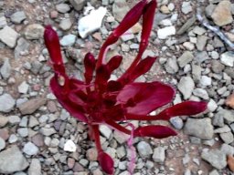 Brunsvigia striata buds