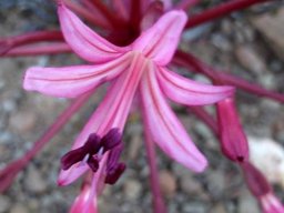 Brunsvigia striata pink flower