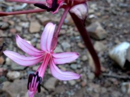 Brunsvigia striata pale flower