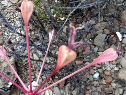 Brunsvigia striata capsules