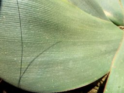 Brunsvigia striata leaf close-up