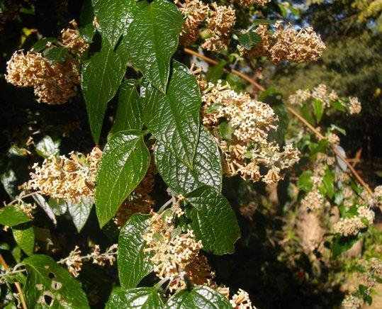 Buddleja auriculata