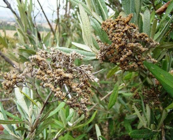 Buddleja saligna