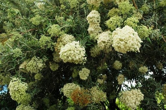Buddleja saligna in flower