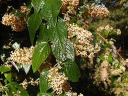Buddleja auriculata