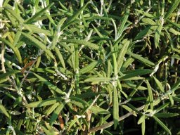 Buddleja loricata