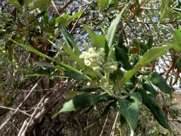 Buddleja