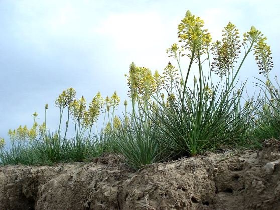 Bulbine